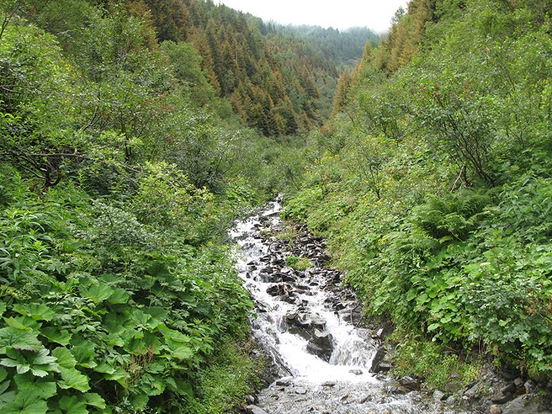 donnerstein